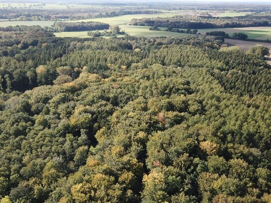 attraktiver Laubmischwald im LKR Nordwest-Mecklenburg Raum Gadebusch - 42 ha