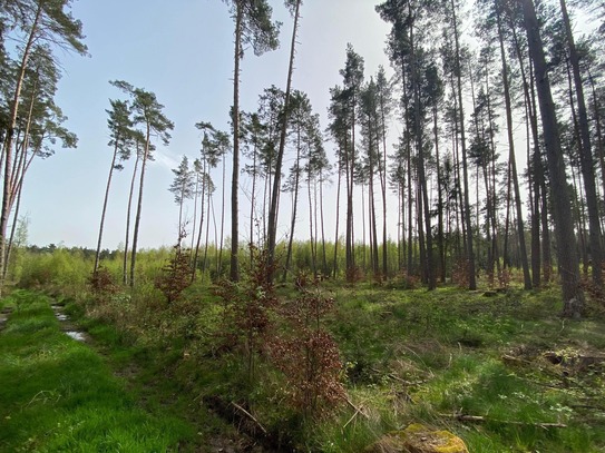 Waldfläche nahe Feuchtwangen