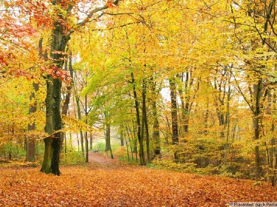 Möchten Sie direkt an der Dölauer Heide wohnen?