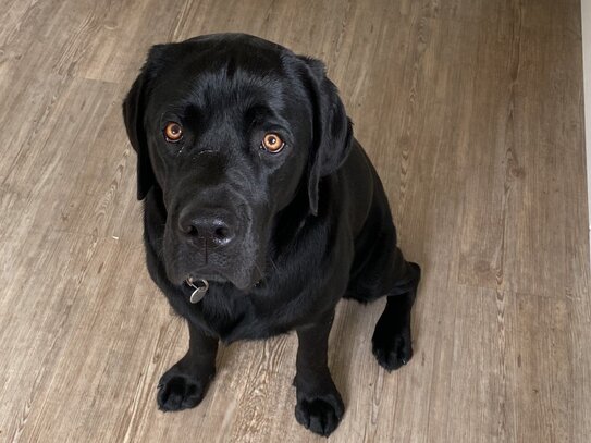 SONNIGES GRUNDSTÜCK TRÄUMT VON GEMEINSAMER ZUKUNFT MIT JUNGER FAMILIE UND HUND!