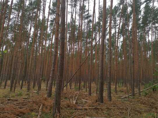 24.966 m² Wald mit Kiefern in Schönhausen an der Elbe