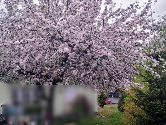 Grundstück zur Erholung mit einem Bungalow, gelegen in einer ruhigen Umgebung von Seifhennersdorf