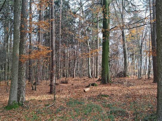 Waldgrundstück zu verkaufen