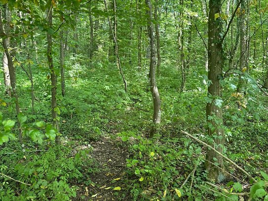 NATURNAHER WALD MIT ALTEM BAUMBESTAND in Kleinbettlingen - 707-24