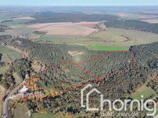 Kiefernmischwald (ca. 12,5 ha) bei Blankenburg (Harz)