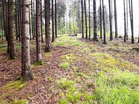 Waldfläche mit Baumbestand in Waidhaus