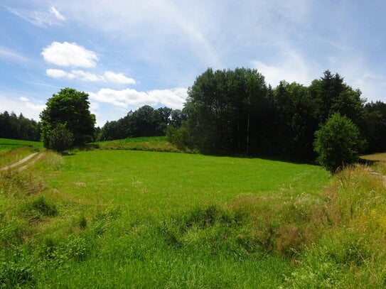 Sie sind auf der Suche nach einem kleinen Stückchen Grünland? Diese Wiese könnte Ihnen gefallen!