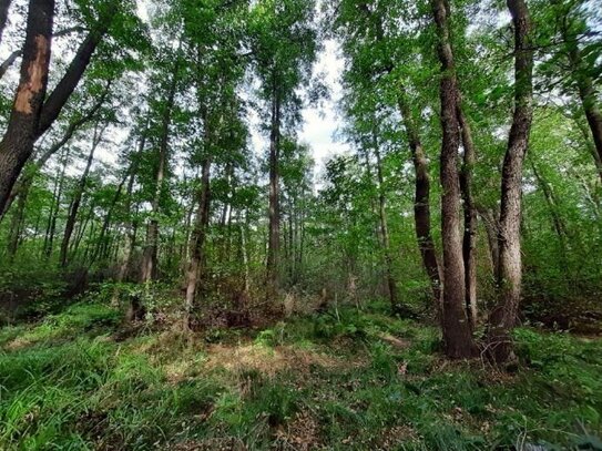 14,5 ha Waldflächen bei Wellaune-Tiefensee-Schnaditz