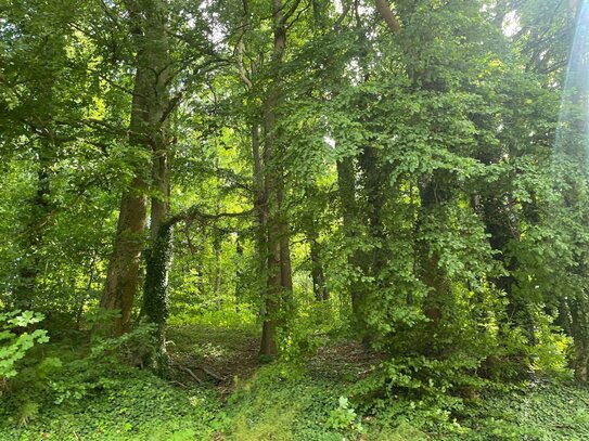 ca. 8,7 ha Waldfläche in einem Stück, im Westen des Landkreises Vorpommern-Rügen