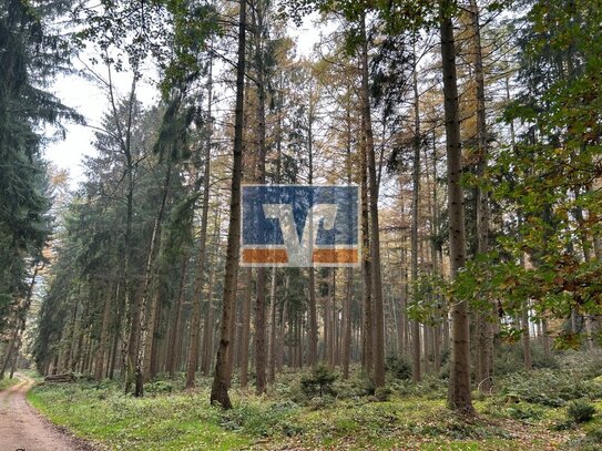 Seltene Gelegenheit Waldflächen in Neuenkirchen im Paket oder einzeln zu verkaufen!