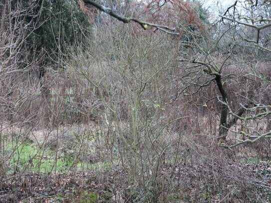 Schönes Baugrundstück in Bensheim-Auerbach