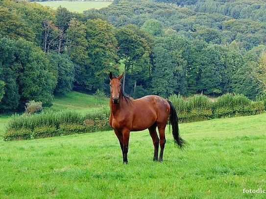 Nähe Stromberg: Kompakte Reitanlage mit großem Wohnhaus und ca. 7,5 ha Weideflächen! (Eigen- / und Pachtland)