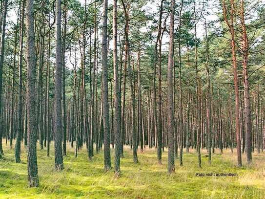 Zwischen Uchte und Kirchdorf: Holzung in der Gemarkung Hoysinghausen!