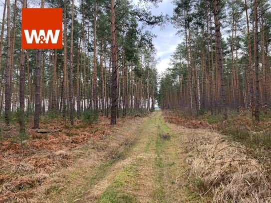 Ein Stück Natur - Waldgrundstück zwischen Elsterwerda und Finsterwalde