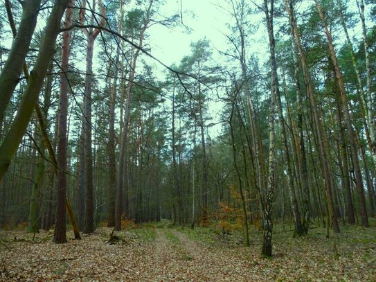 1,2 ha WALDFLÄCHE in den Mertensfeldern