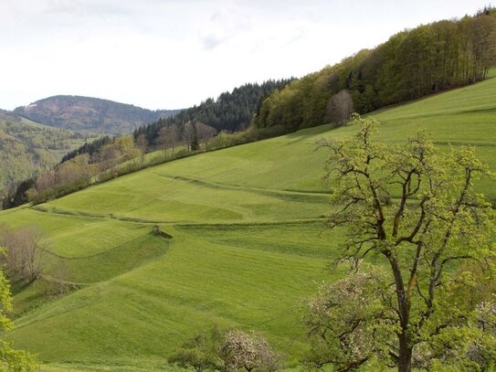 Ruhig gelegenes Einfamilienhaus am Naturschutzgebiet Belchen