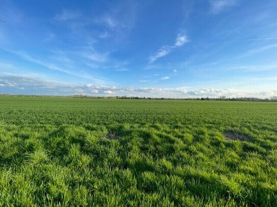 Bauträgerfreies Grundstück in wachsender Siedlung in Borna