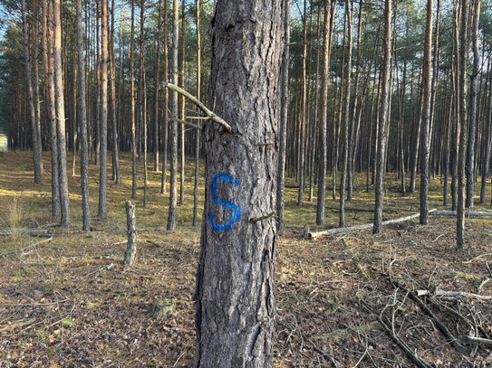 Junge Waldfläche in der Gemarkung Lanze