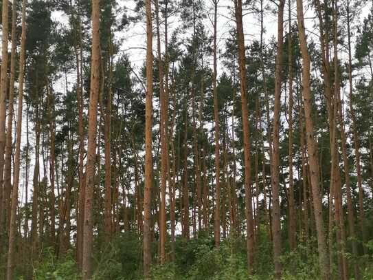 28.217 m² Wald mit Kiefern und Laubholz in Schönhausen an der Elbe