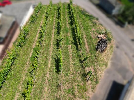 Baugrundstück in direkter Weinberglage am Rande des Naturschutzgebietes zu verkaufen!