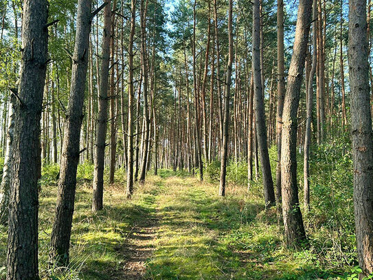 Junger und alter Wald zu verkaufen!