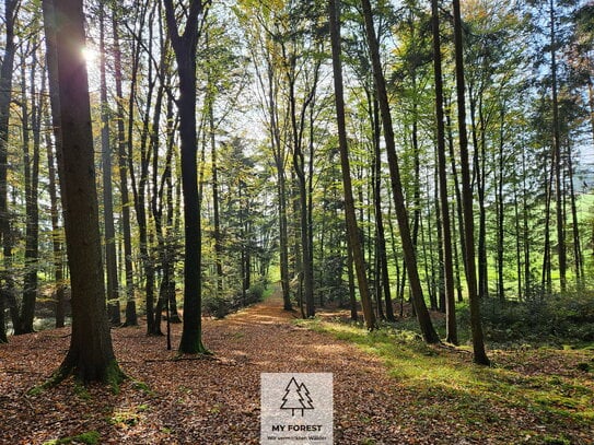 Vielfältig strukturierter & vorbildlich bewirtschafteter Wald I 18, 11 und 5 Hektar I Teilflächenerwerb möglich