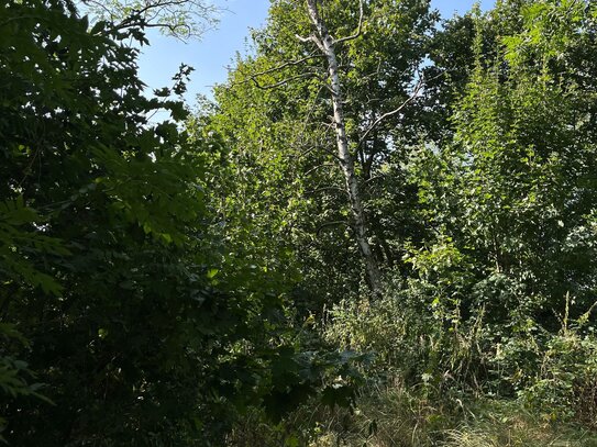 unbebautes Baugrundstück mit Blick ins Grüne