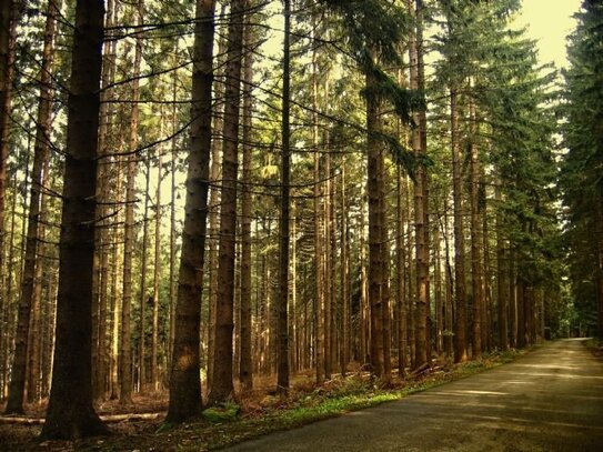 25 Hektar zukunftsfähiger Mischwald