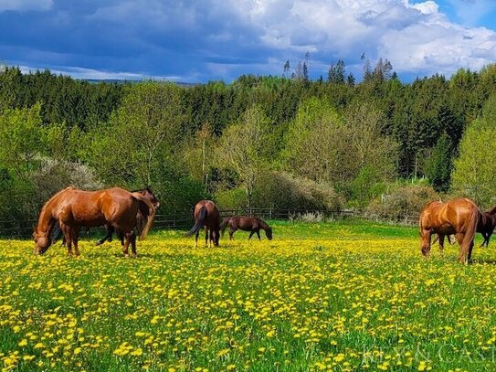 Landsitz mit traumhafter Reitanlage und luxuriösem Wohnhaus in Alleinlage