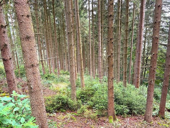 Arrondierte Waldfläche in Hellenthal