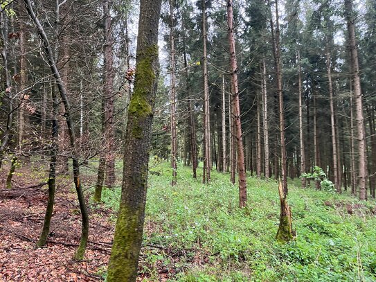 Bis zu 7,9 ha Mischwaldfläche mit langjährigen Baumbestand