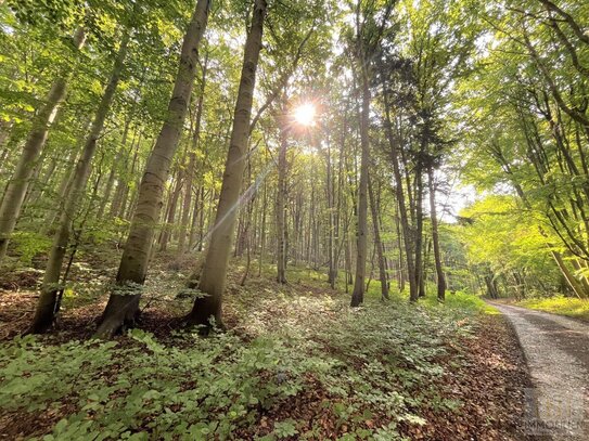 Beförsteter Holzbestand im Dreieck Weimar-Jena-Bad Berka - gepflegte Waldflächen für Jagd und Forst suchen neuen Eigent…