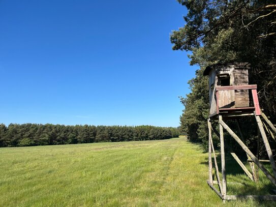 Kleine Hochwild Eigenjagd in Mecklenburg!