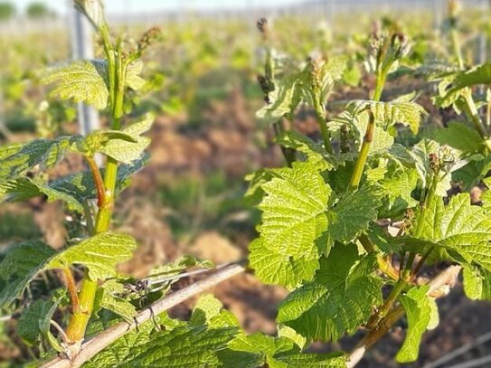 Rheingau: Weingut mit 5 ha zu verkaufen