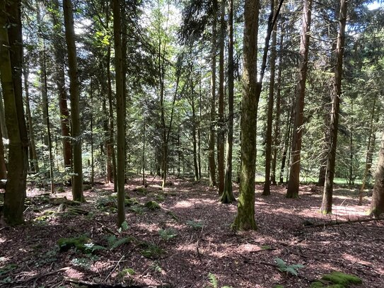 Waldgrundstück mit gutem Bestand nähe Elisabethszell / Haibach