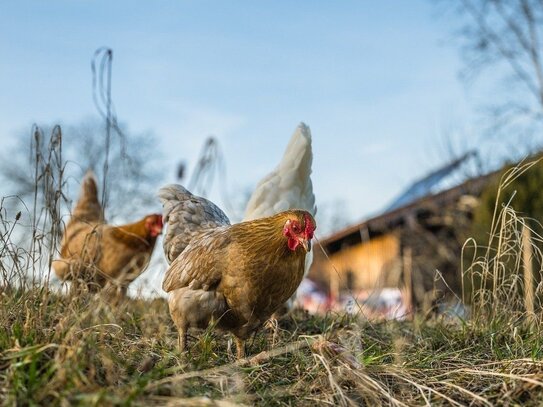 Südgarten möchte bebaut werden