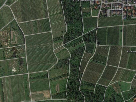 0,25 ha Brachfläche mit Sträuchern und Bäumen zwischen Weinbergen in Münster-Sarmsheim im Nahe-Weinbaugebiet bei Bingen