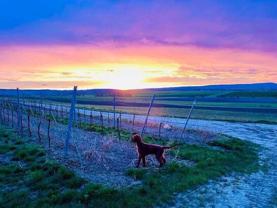 Ruhige Lage an den Weinbergen, dazu perfekt angebunden und voll erschlossen