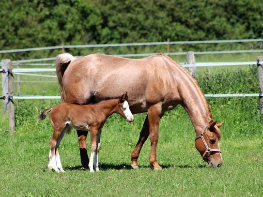 Reitanlage im Großraum Koblenz / Boppard/ Mayen / Westerwald gesucht!