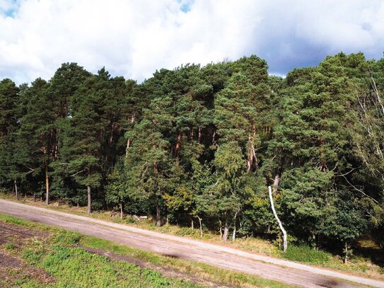 1,1 ha Waldgrundstück bei Celle