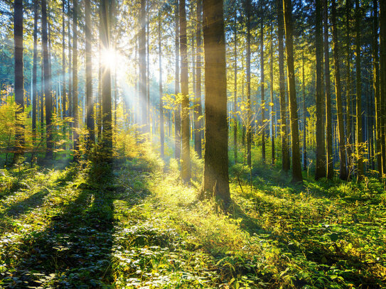 Waldgrundstück in der Gemarkung Staubing