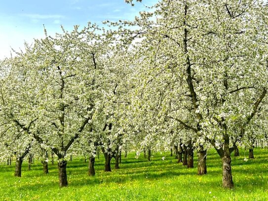 WOW.Rarität Ehemaliger Bauernhof im Markgräflerland! Traumhafter Innenhof/ Scheune/ Winzerkeller usw