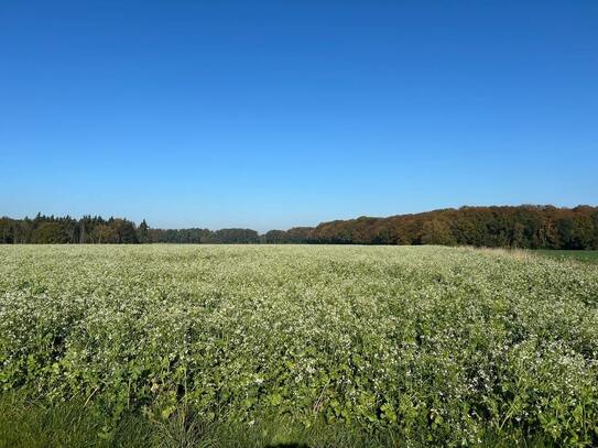 Ackerland in Neubruchhausen - Verkauf im Bieterverfahren bis 21.11.2024!