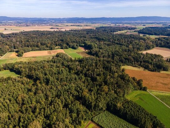 Mein Wald - Mein Holz