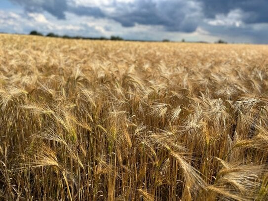 21 ha Landwirtschaftsfläche Acker-Grünland in Mecklenburg!