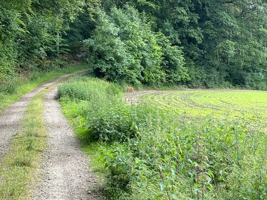 10.540 m² Grundstück mit Laub- und Nadelholzbestand in Niederstedem!