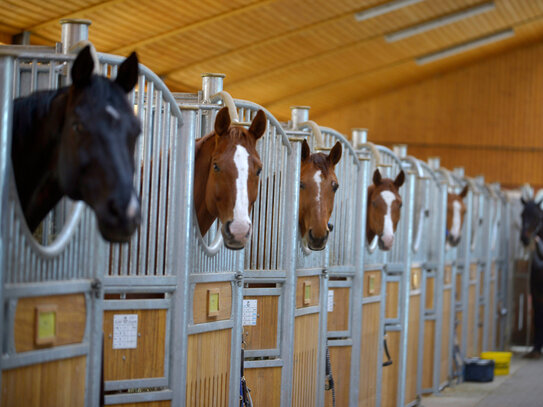 Reitanlage der Extraklasse bei München