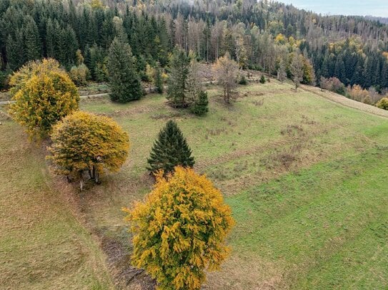 Wiesen- und Waldfläche im Thüringer Wald