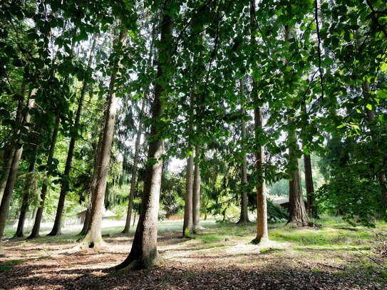 Ihre eigene Waldlichtung: Exklusives Traumanwesen auf ca 37000 m²perfekt für Mehrgenerationenwohnen!