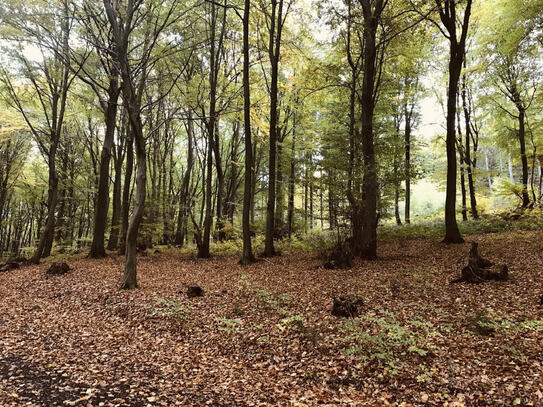 Waldgrundstück -